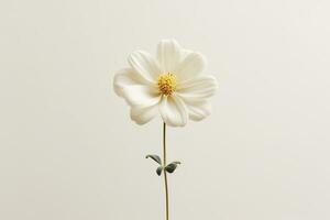 A single white flower on a plain background Generative AI photo