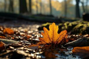 leaf in autumn, on the floor of a forest in autumn AI Generated photo