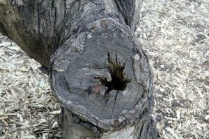 An old tree stump in a clearing in a city park. photo