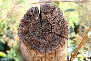 An old tree stump in a clearing in a city park. photo