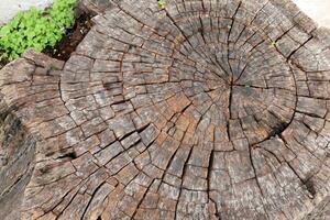 un antiguo árbol tocón en un claro en un ciudad parque. foto