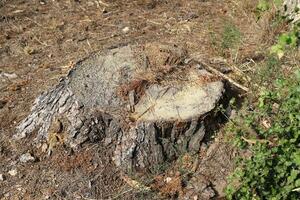 An old tree stump in a clearing in a city park. photo