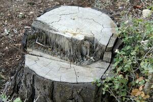 An old tree stump in a clearing in a city park. photo