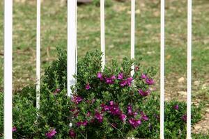 Green plants and flowers grow along a fence in a city park. photo