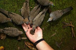 Zebra Doves Feeding photo