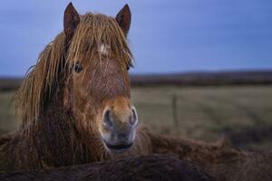 Icelandic Horses in Hella photo