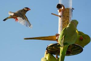 verde periquitos en comedero para pájaros foto