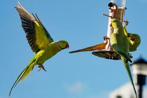 verde periquitos en comedero para pájaros foto