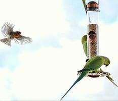 Green Parakeet and House Finch photo