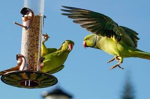 Green Parakeets on Birdfeeder photo