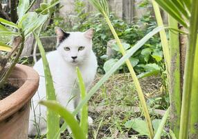 Close-up portrait of a white domestic cat sitting in the garden. Image for veterinary clinics, sites about cats, for cat food. photo