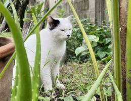 de cerca retrato de un blanco Doméstico gato sentado en el jardín. imagen para veterinario clínicas, sitios acerca de gatos, para gato alimento. foto