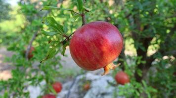 vild mogen granatäpple på en träd, Hem trädgård, granatäpple träd på solsken dag. video