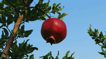 wild rijp granaatappel Aan een boom, huis tuin, granaatappel boom Bij zonneschijn dag. video