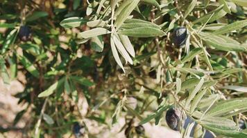Mittelmeer organisch Oliven auf es ist Baum Ast video