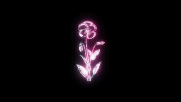 bloemen met een gloeiend neon effect geanimeerd abstract beweging Aan zwart achtergrond video