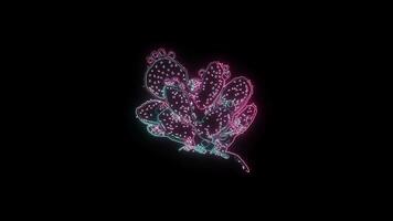blommor med en lysande neon effekt animerad abstrakt rörelse på svart bakgrund video