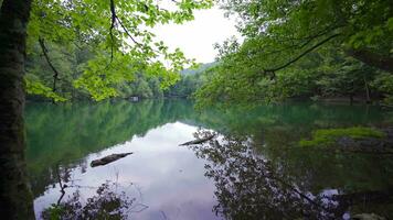 Lake view, nature video