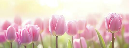 Beautiful pink Tulip on a blurred spring sunny background. Generative AI photo