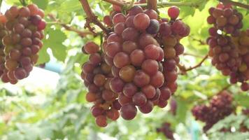 Red grapes in an organic vineyard video