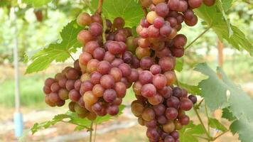 Red grapes in an organic vineyard video