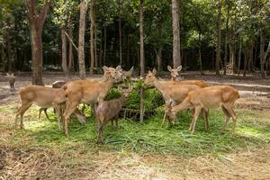 Herd of deer eating grass in the zoo photo