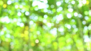 solhatt lysande genom de löv av träd, naturlig suddig bakgrund, natur abstrakt bakgrund, natur grön bokeh video