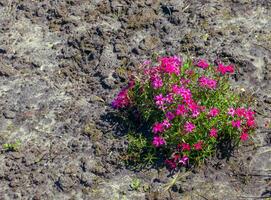 Purple-pink moss phlox flowers are blooming. The Latin name of this moss phlox is Phlox subulate. photo