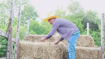 tailandese agricoltori Lavorando seduta su mucchi di fieno video