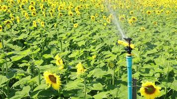 The sprinkler is watering the sunflowers. video