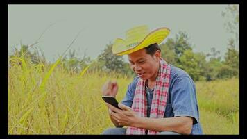 Male farmer holding ears of rice that are ripe video