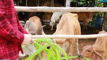 Farmers are giving grass to cows on the farm. video