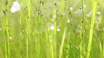 gouttes de rosée bokeh dans l'herbe et le plant de riz lorsque le soleil se lève video