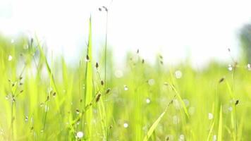 bokeh dauwdruppels in gras en de rijstplant als de zon opkomt video