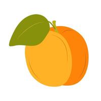 Apricot. Flat illustration of apricot isolated on white background. vector