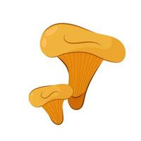 Chanterelle mushrooms in flat style. Vector illustration of fresh chanterelle mushrooms isolated on white background.