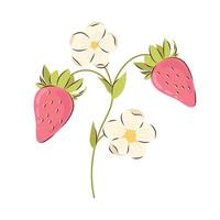 Flowering branch with ripe pink strawberries on a white background. Strawberry vector illustration.