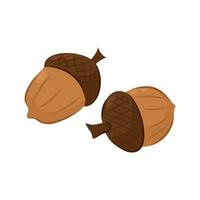 Vector illustration of acorns on a white background in a flat style. Autumn decor. Acorn, oak nut, seed. Illustration for icon, logo, print, postcard