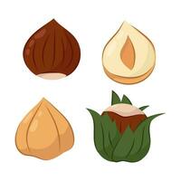 Vector illustration of hazelnuts in a flat style on a white background. Peeled hazelnuts, in shell, with green leaves and cut.