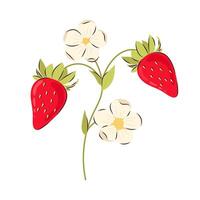 Flowering branch with ripe red strawberries on a white background. Strawberry vector illustration.