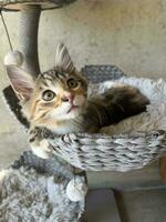 Calico Tabby Kitten in Cat Tree photo