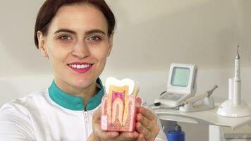 Cheerful female dentist holding out healthy tooth model to the camera video