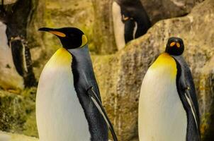 two penguins are standing next to each other photo