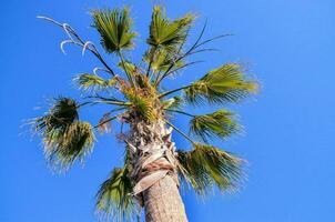 palm tree against blue sky photo