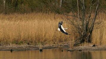 ein Storch fliegend im schleppend Bewegung mit Geäst im es ist Schnabel video