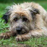 A sad, dirty dog lies on the grass. AI generated. World Homeless Animals Day photo