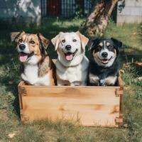 gracioso perros en un caja. mascotas. ai generado. mundo Vagabundo animales día foto