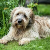 A sad, dirty dog lies on the grass. AI generated. World Homeless Animals Day photo