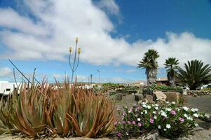 a garden with plants and flowers in the desert photo