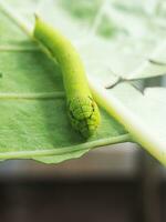 worm green on green leafe background eatting colocasia leafe photo